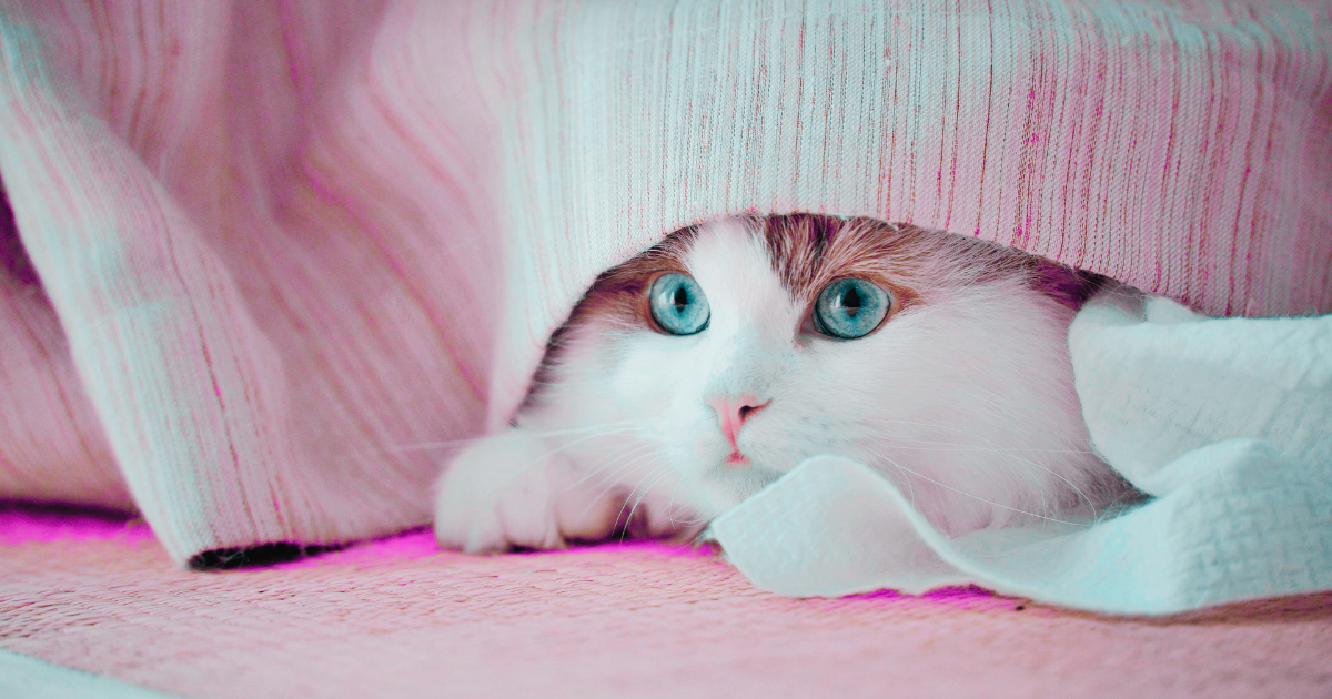 Cat hiding under a blanket with Instagram logo illustrating how to hide comments on Instagram